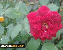 بزرگداشت یکصدمین سال تاسیس دانشگاه فرهنگیان 2