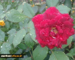 پیام تشکر مدیرپردیس های استان در خصوص برگزاری امتحانات