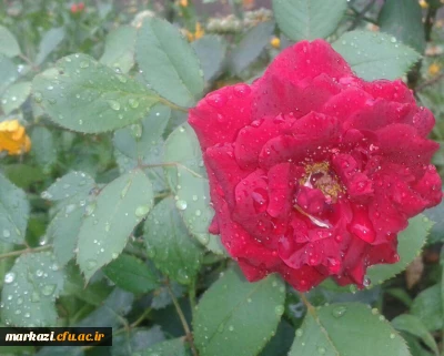 پیام تشکر مدیرپردیس های استان در خصوص برگزاری امتحانات