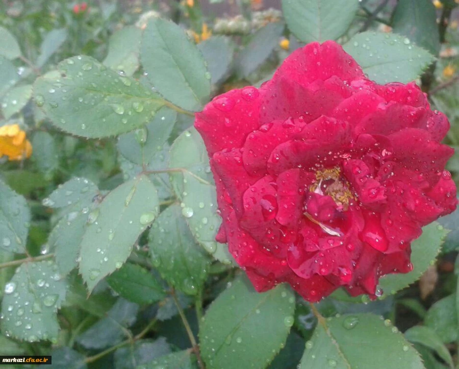 پیام تشکر مدیر در خصوص برگزاری امتحانات 2