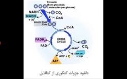 ویدیو 4استاد اسماعیلی